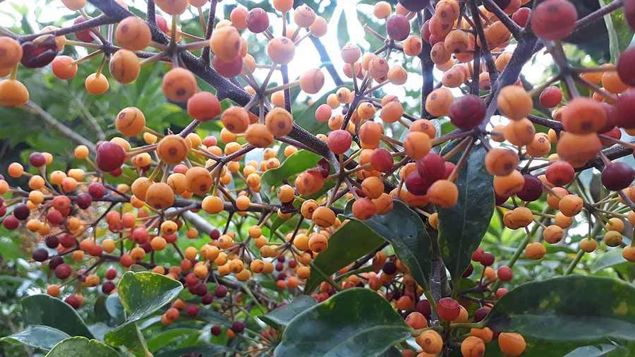 Produzir no meio rural e agroindustrial, de forma sustentável