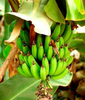 bananas_pq.jpg
