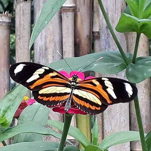 borboleta2pq.jpg
