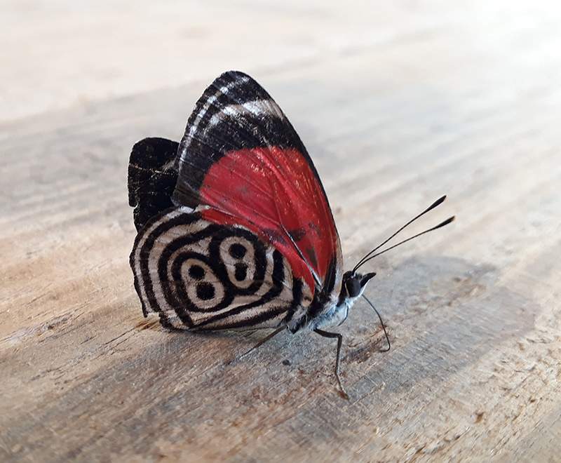 borboleta_88pq.jpg