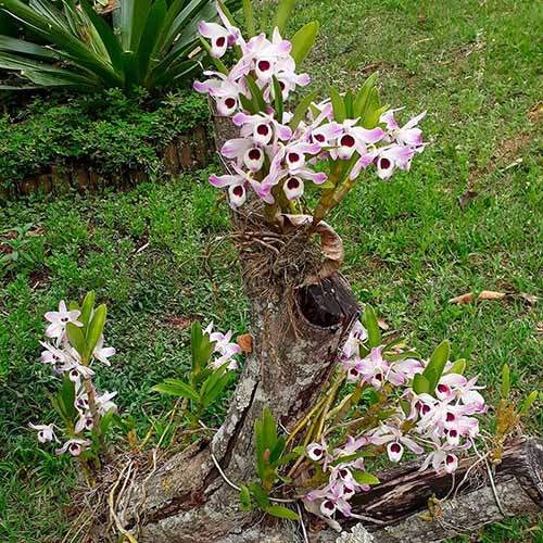 orquideapq.jpg